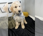 Small Photo #21 Goldendoodle Puppy For Sale in SAINT LOUIS, MO, USA