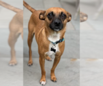 Small #1 Chihuahua Mix