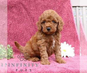 Goldendoodle (Miniature) Puppy for sale in EPHRATA, PA, USA