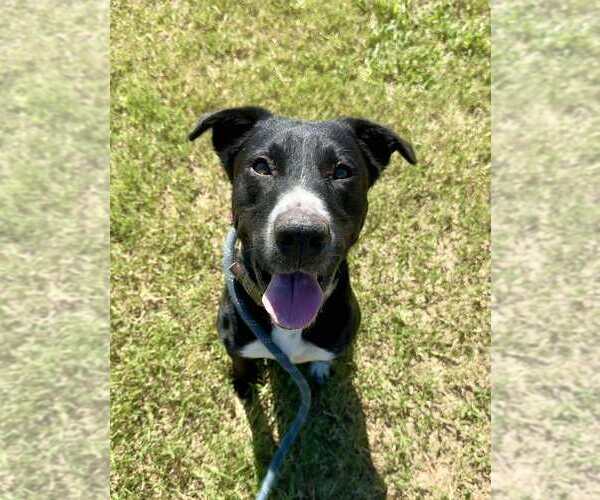 Medium Photo #1 Mutt Puppy For Sale in Abbeville, LA, USA