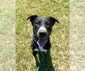 Mutt Dogs for adoption in Abbeville, LA, USA