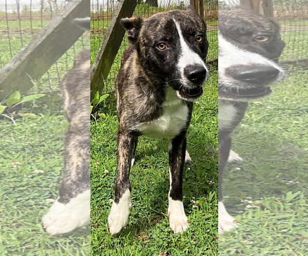Medium Photo #2 Akita-Border Collie Mix Puppy For Sale in Newfoundland, PA, USA