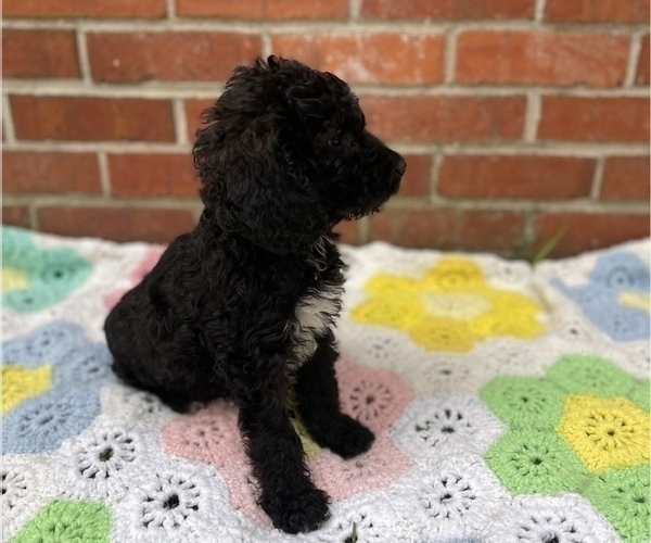 Medium Photo #17 Springerdoodle Puppy For Sale in GADSDEN, AL, USA