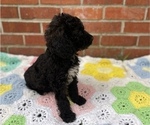 Small Photo #17 Springerdoodle Puppy For Sale in GADSDEN, AL, USA