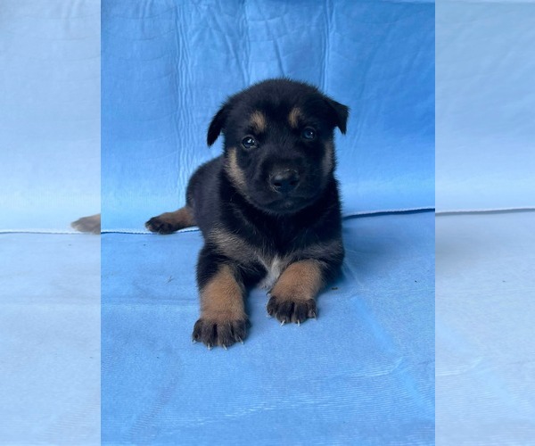 Medium Photo #4 Doberman Pinscher-German Shepherd Dog Mix Puppy For Sale in HOPKINSVILLE/PRINCETON, KY, NH, USA
