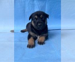 Small #3 Doberman Pinscher-German Shepherd Dog Mix