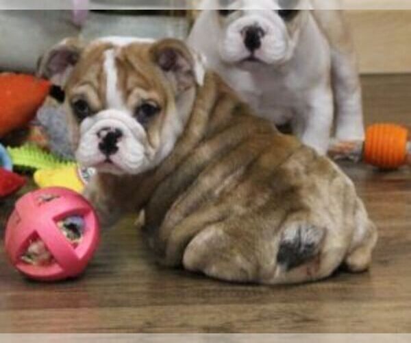 Medium Photo #2 English Bulldog Puppy For Sale in MARSHFIELD, MO, USA