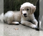 Small Photo #10 Golden Retriever Puppy For Sale in SCHNECKSVILLE, PA, USA