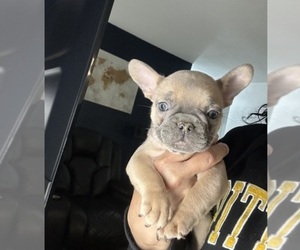 French Bulldog Puppy for sale in PGH, PA, USA
