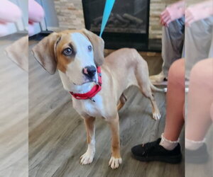 Mutt Dogs for adoption in Fairfax, VA, USA