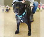 Small #52 American Pit Bull Terrier
