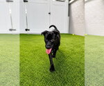 Small #3 Labrador Retriever Mix