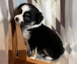 Small #4 Miniature Australian Shepherd
