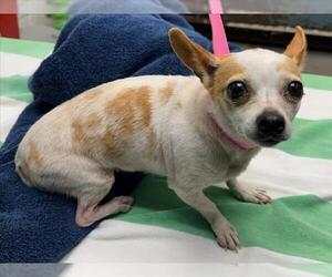 Chihuahua Dogs for adoption in Woodland, CA, USA