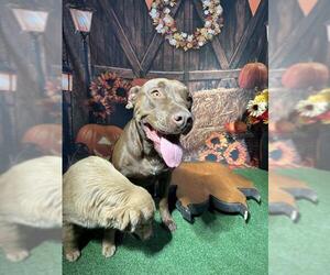 American Pit Bull Terrier-Labrador Retriever Mix Dogs for adoption in Globe, AZ, USA