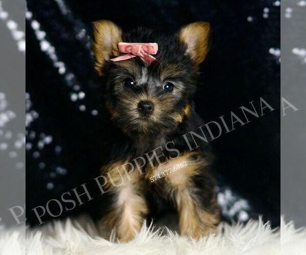 Medium Photo #4 Yorkshire Terrier Puppy For Sale in WARSAW, IN, USA