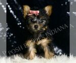 Small #3 Yorkshire Terrier