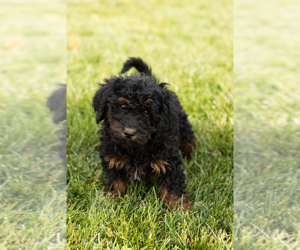 Medium Photo #9 Cock-A-Poo-Goldendoodle Mix Puppy For Sale in TOPEKA, IN, USA
