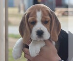Puppy Clay Beagle