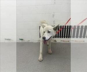 Siberian Husky Dogs for adoption in San Bernardino, CA, USA