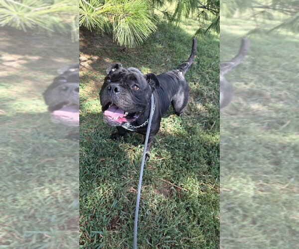 Medium Photo #3 Bulldog-Unknown Mix Puppy For Sale in Evansville, IN, USA