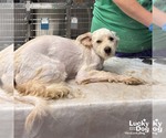 Small #5 Shih Tzu Mix