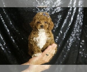 Poodle (Toy) Puppy for sale in WARSAW, IN, USA