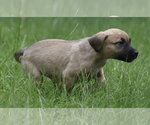 Small #1 Boxer Mix