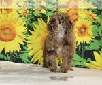 Maurice - Male Poodle (Toy) Puppy for Sale - Photo #31