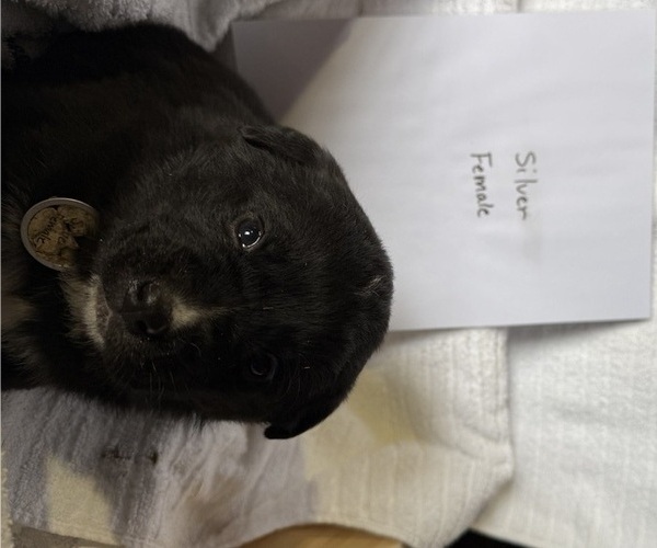 Medium Photo #6 Bernese Mountain Dog-Unknown Mix Puppy For Sale in KIRKSVILLE, MO, USA