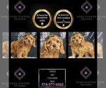 Puppy Osito AKC Cavalier King Charles Spaniel