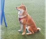 Small Photo #2 Shiba Inu Puppy For Sale in RIVERVIEW, FL, USA