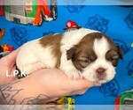 Small #1 Shih Tzu