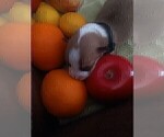 Small Photo #6 Pembroke Welsh Corgi Puppy For Sale in AURORA, CO, USA