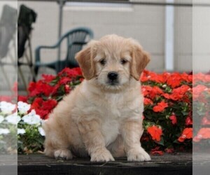English Cream Golden Retriever-Poodle (Miniature) Mix Puppy for sale in QUARRYVILLE, PA, USA