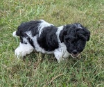 Small #2 Doodle-Poodle (Miniature) Mix
