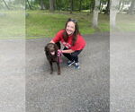 Small #4 Labrador Retriever