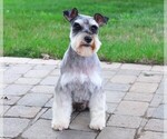 Small #1 Schnauzer (Miniature)