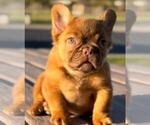 Small French Bulldog