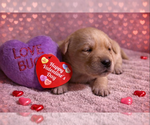 Small Photo #65 Labrador Retriever Puppy For Sale in HIGH POINT, NC, USA