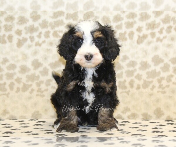 Medium Photo #3 Miniature Bernedoodle Puppy For Sale in DENVER, PA, USA