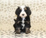 Small #2 Miniature Bernedoodle