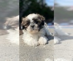 Small #4 Shih Tzu