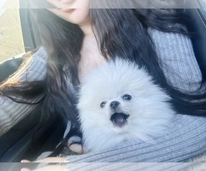 Pomeranian Puppy for sale in EASTVALE, CA, USA