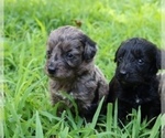 Small Photo #9 Aussiedoodle Puppy For Sale in LEXINGTON, AL, USA