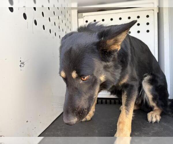 Medium Photo #1 German Shepherd Dog Puppy For Sale in Riverside, CA, USA