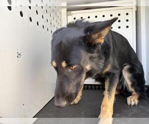 German Shepherd Dog Dogs for adoption in Riverside, CA, USA