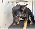 Small German Shepherd Dog