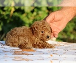 Small #26 Poodle (Toy)