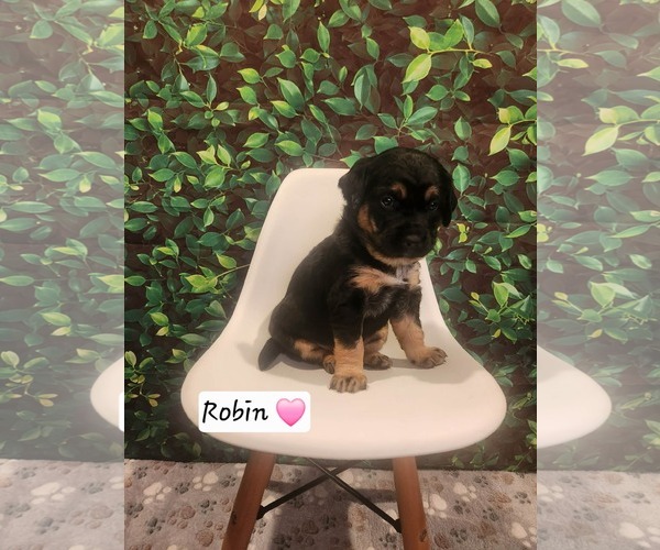Medium Photo #3 Coonhound-Unknown Mix Puppy For Sale in Clinton , MI, USA